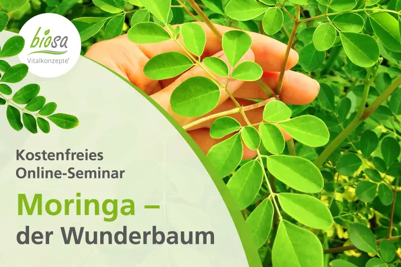 Teaserbild zum Online-Seminar zum Thema "Moringa – der Wunderbaum"