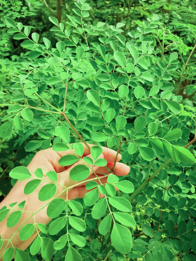 Moringa_Kapseln_kaufen_140St_Moringa_Maya_Garden_Baum
